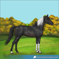 Horse Color:Brown Tobiano 