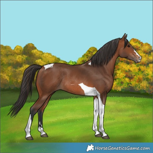 Horse Color:Bay Tobiano Rabicano 