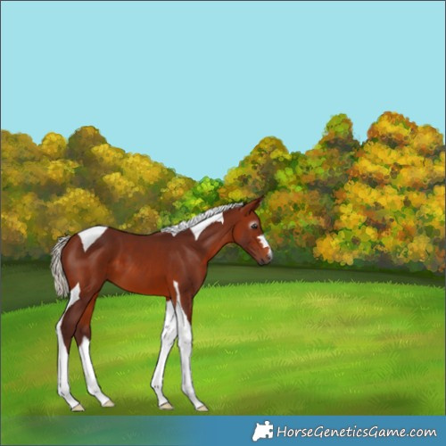 Horse Color:Gray Chocolate Silver Bay Tobiano