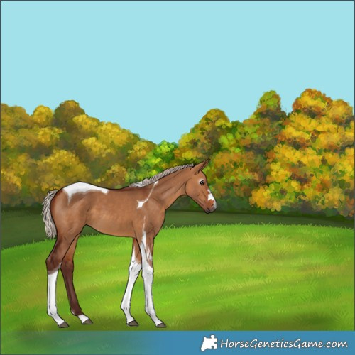 Horse Color:Gray Chocolate Silver Bay Dun Tobiano