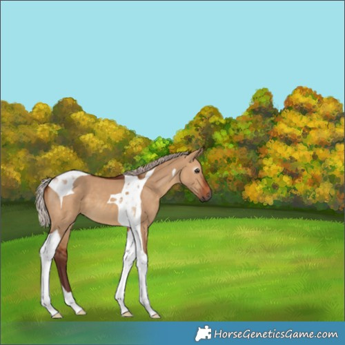 Horse Color:Gray Chocolate Silver Bay Dun Tobiano 
