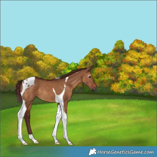 Horse Color:Gray Chocolate Bay Dun Tobiano
