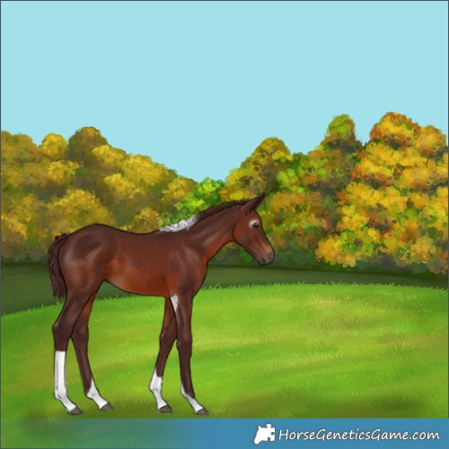 Horse Color:Gray Chocolate Bay Tobiano 