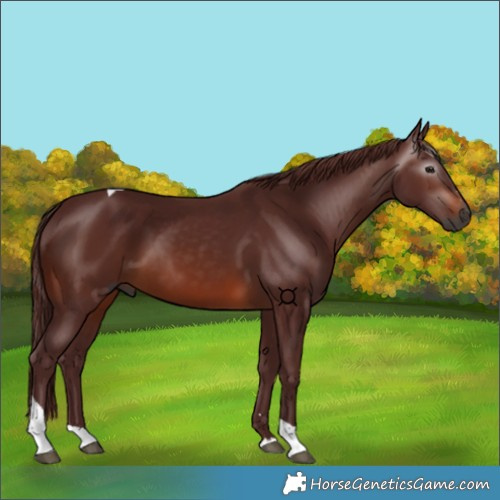 Horse Color:Gray Chocolate Bay Tobiano