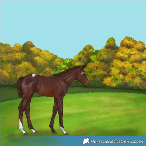 Horse Color:Gray Chocolate Bay Tobiano 