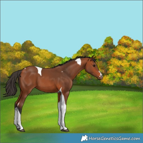 Horse Color:Bay Tobiano 