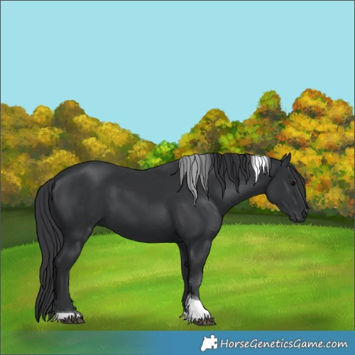 Horse Color:Black Tobiano 