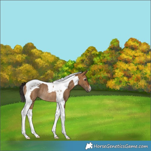 Horse Color:Gray Bay Dun Tobiano Appaloosa Rabicano 