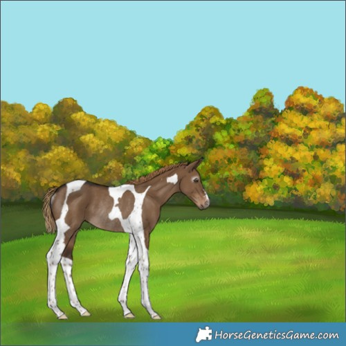 Horse Color:Gray Liver Red Dun Tobiano Appaloosa Rabicano