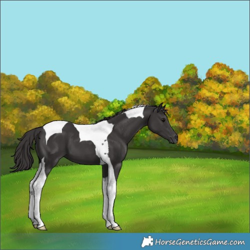 Horse Color:Smoky Black Tobiano 