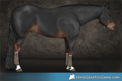 Horse Color:Liver Chestnut Tobiano 