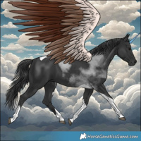 Horse Color:Black Tobiano