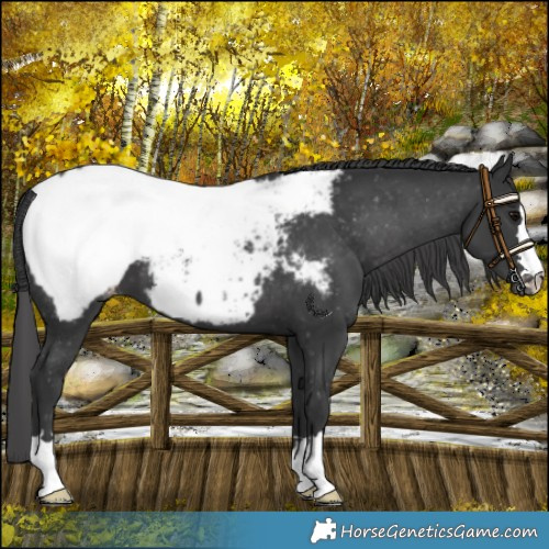 Horse Color:Black Appaloosa 