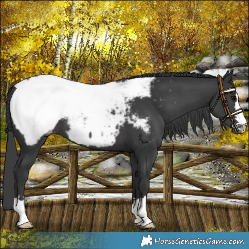 Horse Color:Black Appaloosa