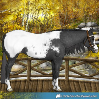 Horse Color:Black Near Fewspot 