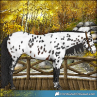 Horse Color:Brown Sabino Near Leopard