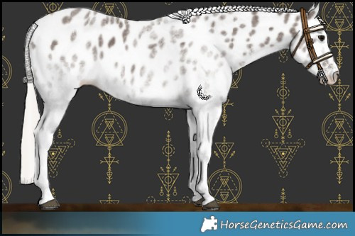 Horse Color:White Spotted Silver Black Appaloosa Rabicano 