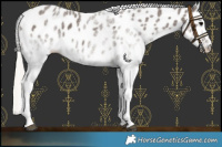 Horse Color:White Spotted Silver Black Leopard Rabicano 