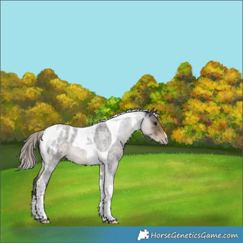 Horse Color:Silver Smoky Blue Roan Tobiano Appaloosa Rabicano