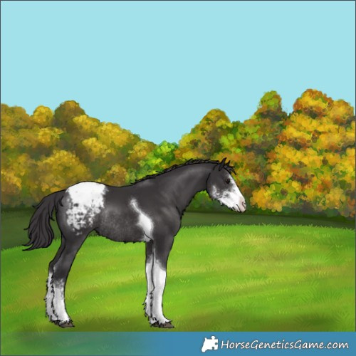 Horse Color:Smoky Black Sabino Tobiano Snowcap Rabicano 