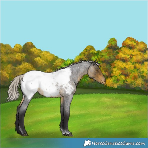 Horse Color:Silver Buckskin Roan Tobiano Snowcap Rabicano 