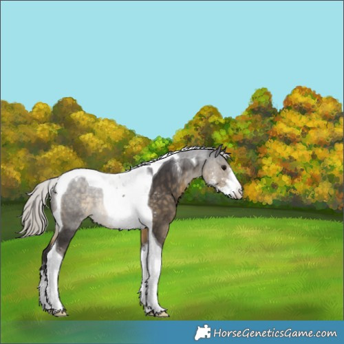 Horse Color:Silver Smoky Black Sabino Tobiano Appaloosa Rabicano 