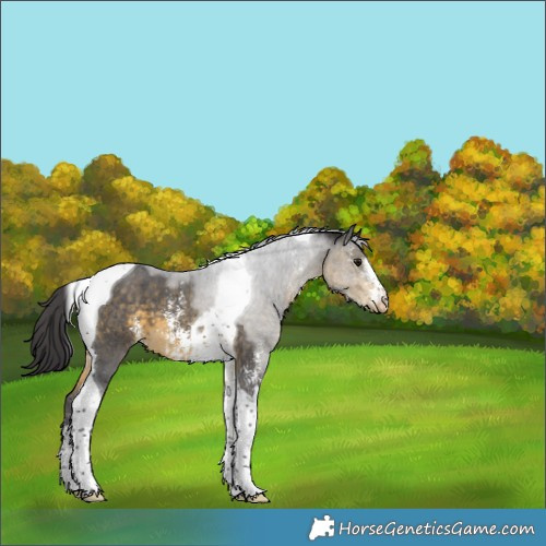 Horse Color:Buckskin Sabino Tobiano Appaloosa 