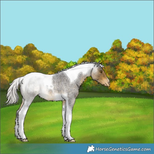 Horse Color:Silver Buckskin Roan Tobiano Varnish 