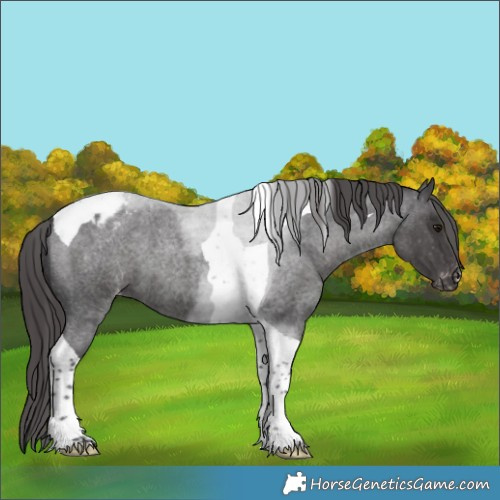 Horse Color:Smoky Blue Roan Tobiano Varnish 