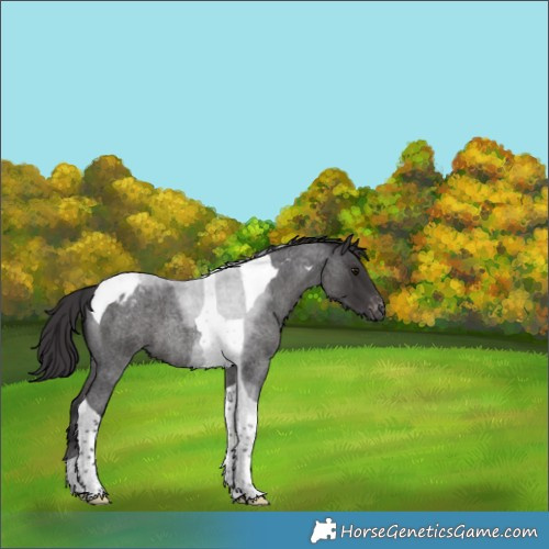 Horse Color:Smoky Blue Roan Tobiano Appaloosa 