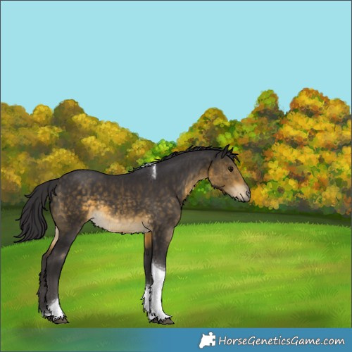 Horse Color:Buckskin Tobiano 