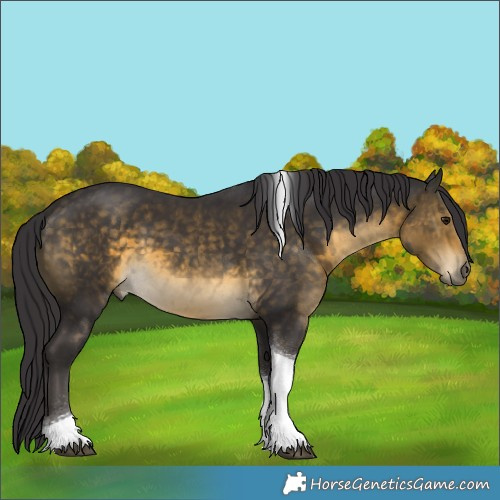 Horse Color:Buckskin Tobiano 
