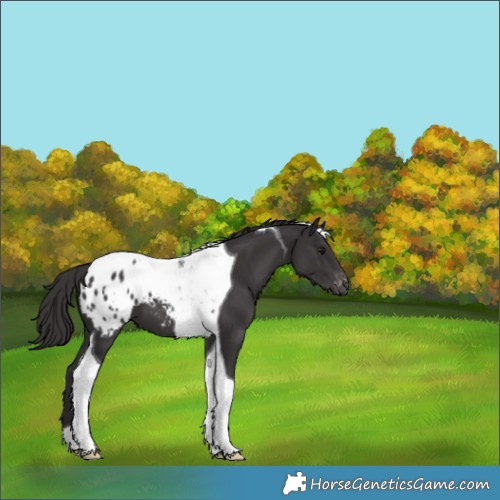 Horse Color:Smoky Black Tobiano Appaloosa 