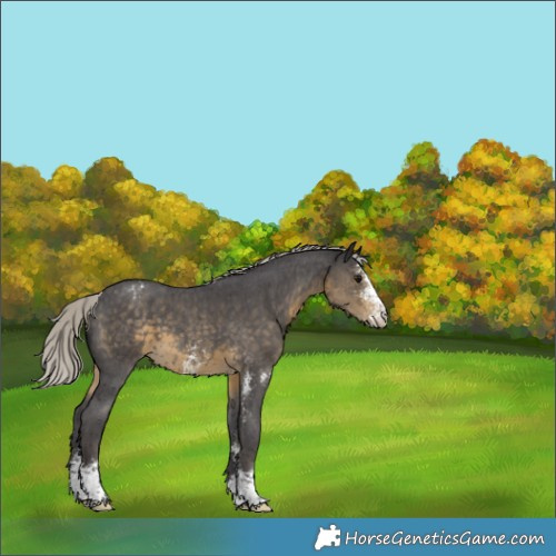 Horse Color:Silver Smoky Black Sabino Appaloosa 