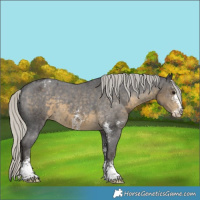 Horse Color:Silver Smoky Black Sabino Varnish 