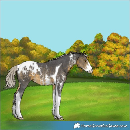 Horse Color:Silver Buckskin Sabino Tobiano Blanket 