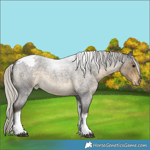 Horse Color:Silver Smoky Blue Roan Tobiano Appaloosa 