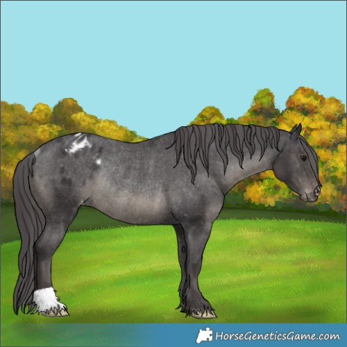Horse Color:Smoky Black Varnish Rabicano 