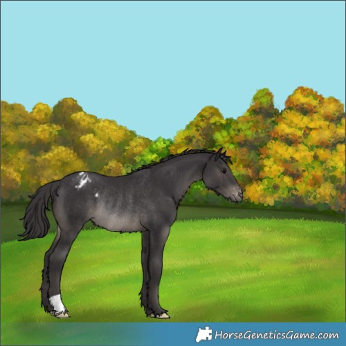 Horse Color:Smoky Black Appaloosa Rabicano 