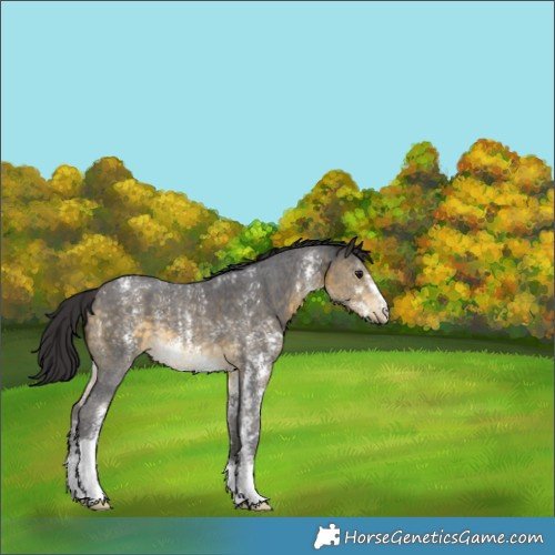 Horse Color:Buckskin Sabino 