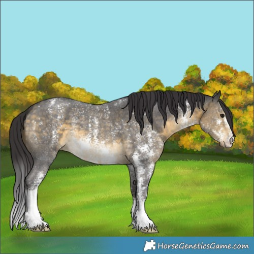 Horse Color:Buckskin Sabino 
