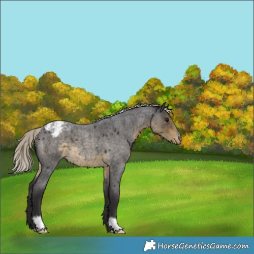Horse Color:Silver Smoky Blue Roan Appaloosa 
