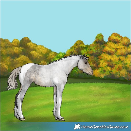 Horse Color:Silver Smoky Blue Roan Tobiano Varnish 