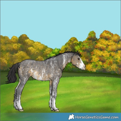 Horse Color:Buckskin Sabino Rabicano 
