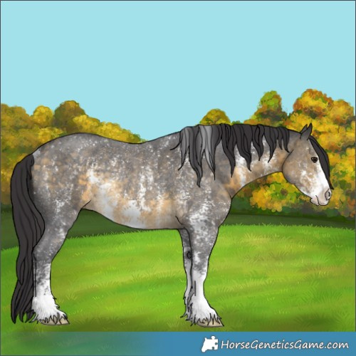 Horse Color:Buckskin Sabino Rabicano 