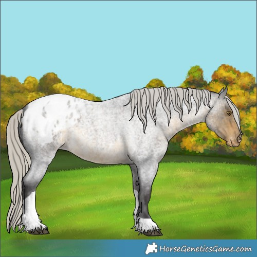 Horse Color:Silver Buckskin Roan Tobiano Appaloosa 