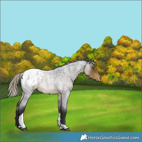 Horse Color:Silver Buckskin Roan Tobiano Appaloosa 