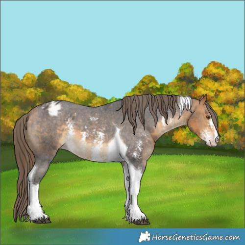 Horse Color:Buckskin Sabino Tobiano Appaloosa 