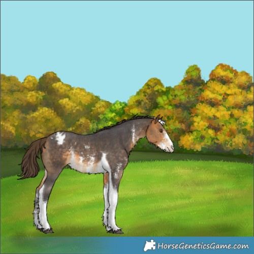 Horse Color:Buckskin Sabino Tobiano Appaloosa