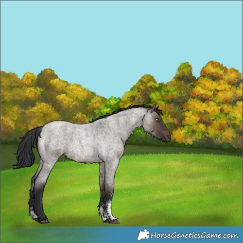 Horse Color:Brown Roan Dun Sabino 